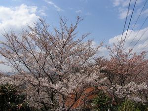 20120407_05_R.JPG