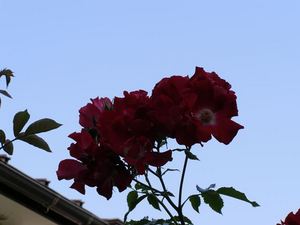 20120527_21_R.JPG